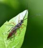 Cryptinae inconnu